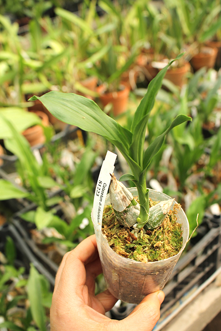 Catasetum denticulatum.jpg