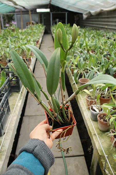 Brassocattleya Chief Pink 'Diana'.jpg