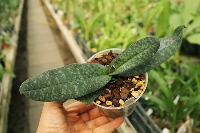 Paphiopedilum bellatulum.jpg