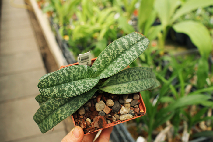 Paphiopedilum concolor var album.jpg