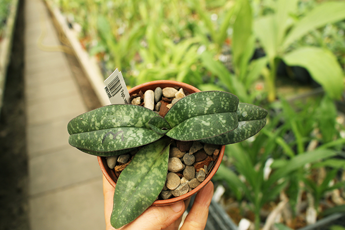 Paphiopedilum wenshanense.jpg