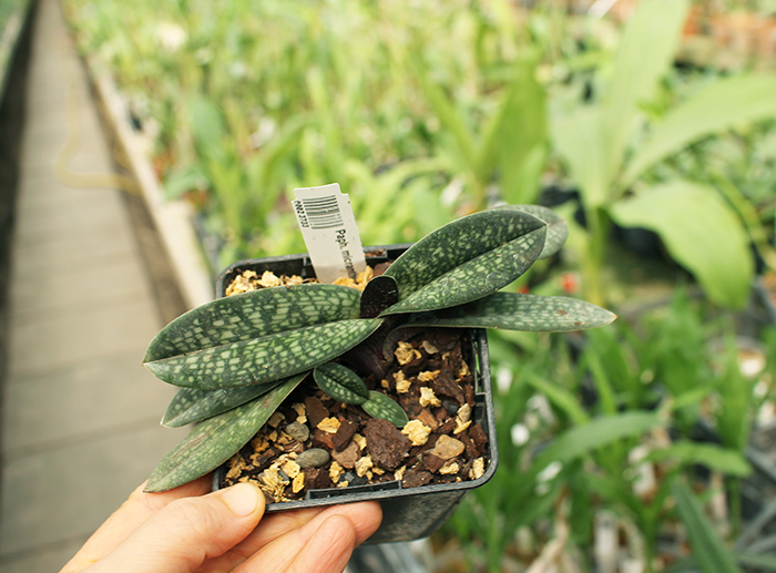 Paphiopedilum micranthum.jpg