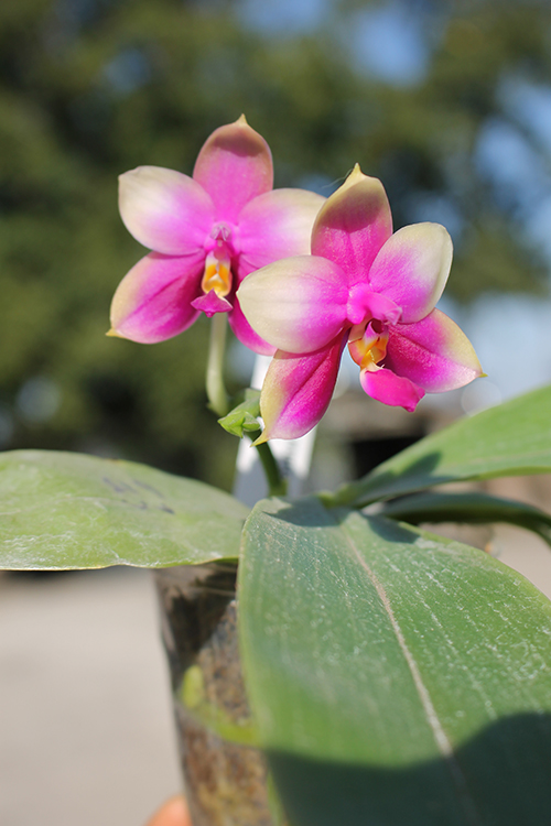Phalaenopsis Mituo Prince x Samera.jpg