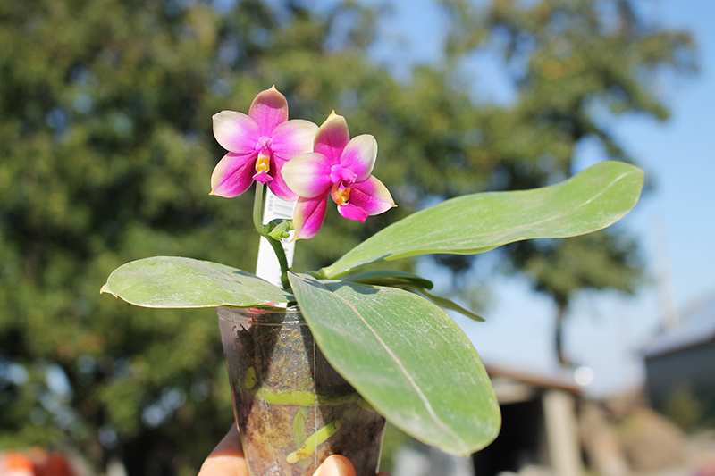 Phalaenopsis Mituo Prince x Samera.jpg