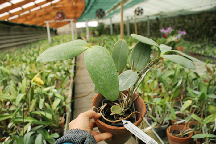 Cattleya amethystoglossa palha 'Gloriosa' x Cattleya amethystoglossa 'Palhina'.jpg