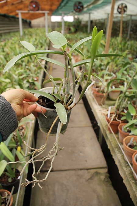 Cattleya intermedia sanguinea 'do Padre Vitus' x Cattleya intermedia flamea 'BF-96'.jpg