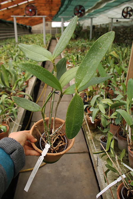 Cattleya schofieldiana 'Arraial D'Ajuda' (BA) SELF.jpg