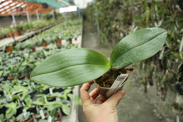 Phalaenopsis Chienlung Moon Lover.jpg