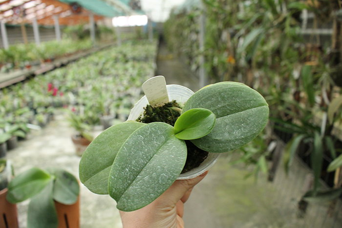 Phalaenopsis Liu’s Yellow Star Dust x Yaphon Sir.jpg