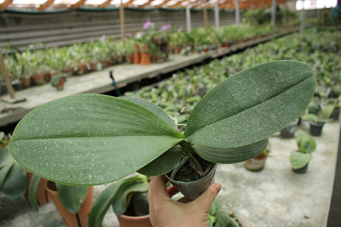 Phalaenopsis Sogo Pony x (Hymen x Sogo Kaiulani).jpg