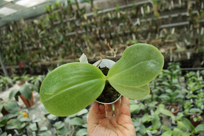 Phalaenopsis Yaphon Evergreen x Yungho Gelb Canary 'Joseph Wu'.jpg