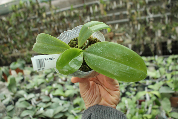 Phalaenopsis zebrina.jpg