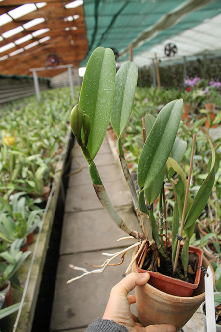 Brassocattleya Chief Pink 'Diana'.jpg
