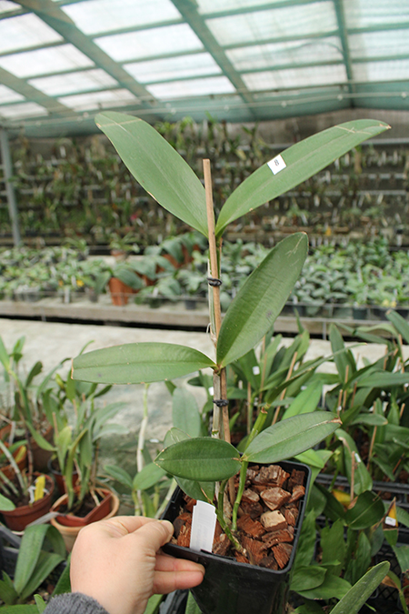 Cattleya amethystoglossa coerulea 'Vinho' x coerulea 'Caliman'.jpg