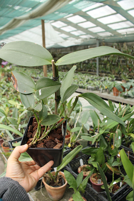 Cattleya amethystoglossa flamea 'Francisco Rossi' x self.jpg