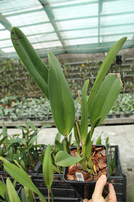 Cattleya Triumphans (rex 'Imperial' x aurea).jpg