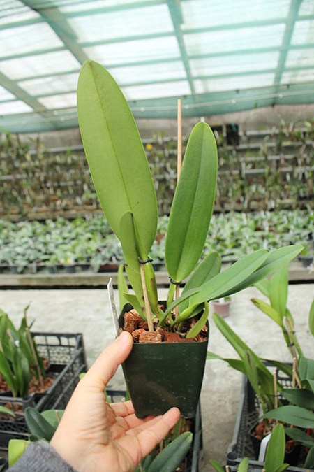 Cattleya Semontiana (warscewiczii 'Hartmans #9' x aurea var chrysotoxa 'Red Velvet').jpg