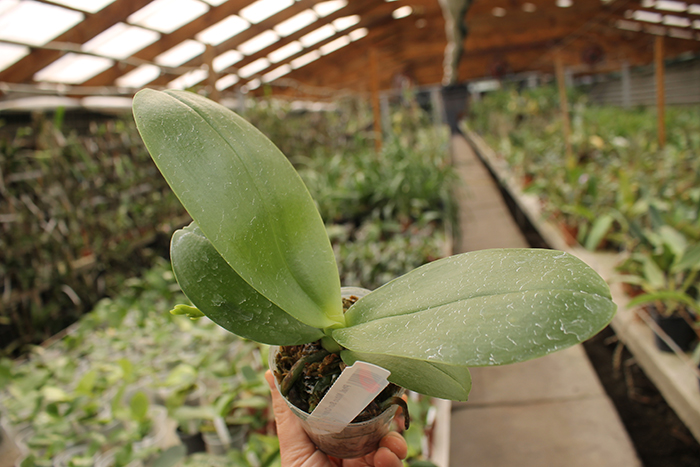 Phalaenopsis Mituo Sun Queen 'Lotus'.jpg