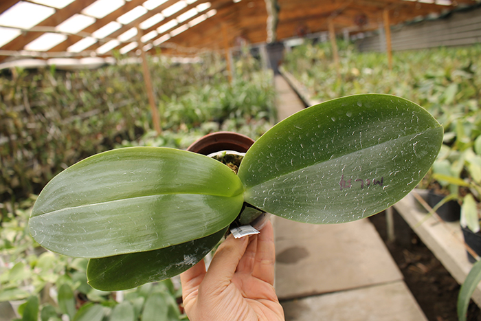 Phalaenopsis LD Giga King 'Mituo #1'.jpg