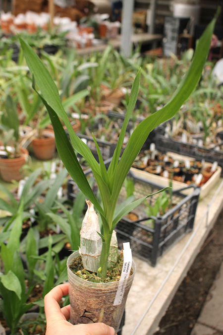 Catasetum Faustii x pileatum.jpg