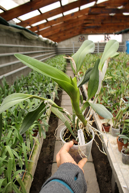 Epidendrum parkinsonianum x Brassavola digbyana.jpg