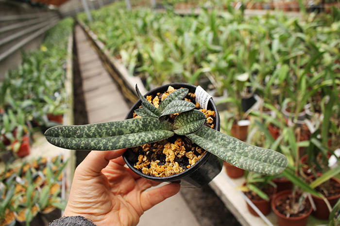 Paphiopedilum armeniacum.jpg