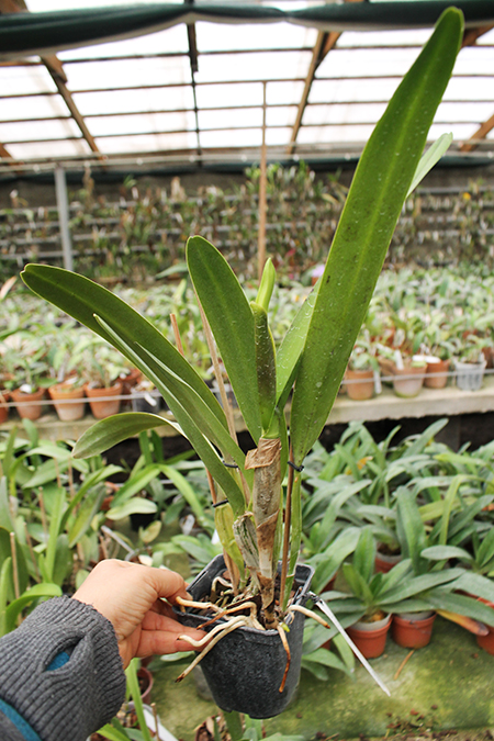 Laelia perrini concolor 'AWZ' x Laelia perrini delicata 'AM' XXXX.jpg