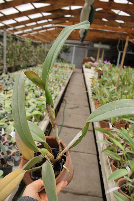 Cattleya labiata tipao 'Rodrigues' x Cattleya labiata tipo 'Cara Grande'.jpg