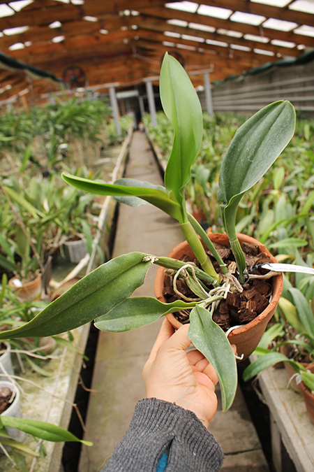 Brassolaeliocattleya Haadyai Delight 'Bangprom Gold'.jpg
