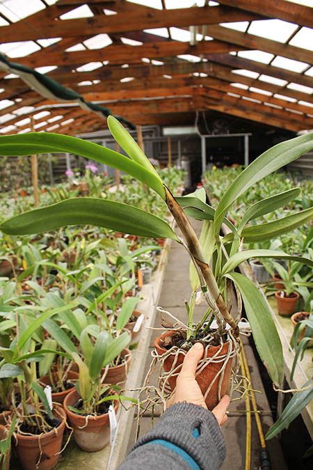 Laeliocattleya Hsinying Pub 'Albo Sanguinea' (purpurata x Batagesi).jpg