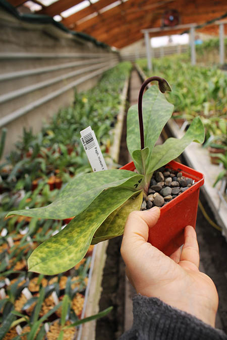 Paphiopedilum niveum x Shin-Yi Heart.jpg