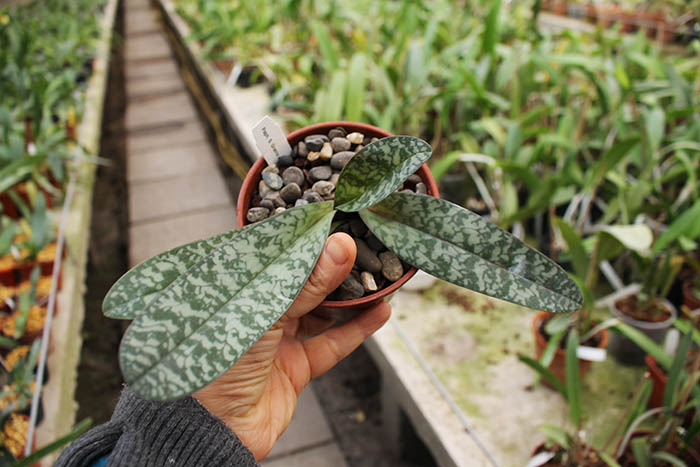 Paphiopedilum St Gratrix x Usuzuki.jpg