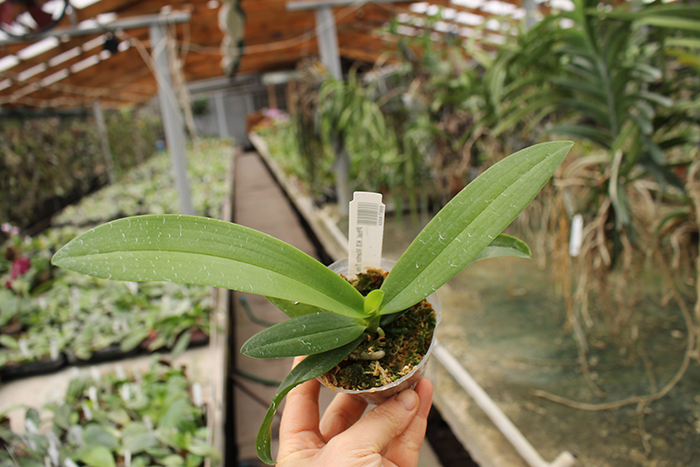 Phalaenopsis KS Martin Tris.jpg