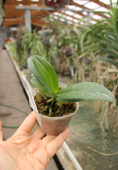 Renanthopsis Chienlung Little Cricket.jpg