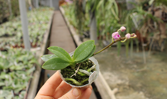 Phalaenopsis equestris peloric 'Joseph Wu'.jpg