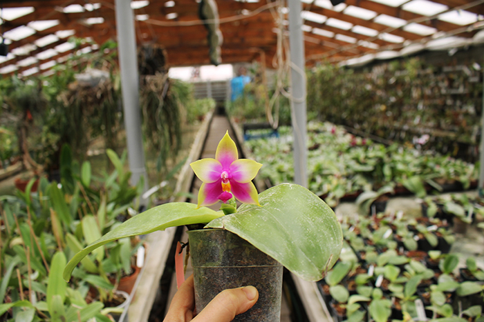 Phalaenopsis LD's Bear Queen x violacea blue.jpg