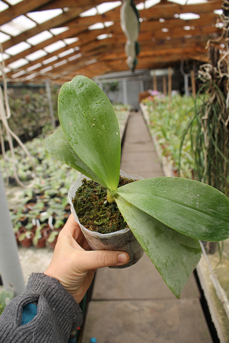 Phalaenopsis Ambotrana x Kung's Red Cherry.jpg