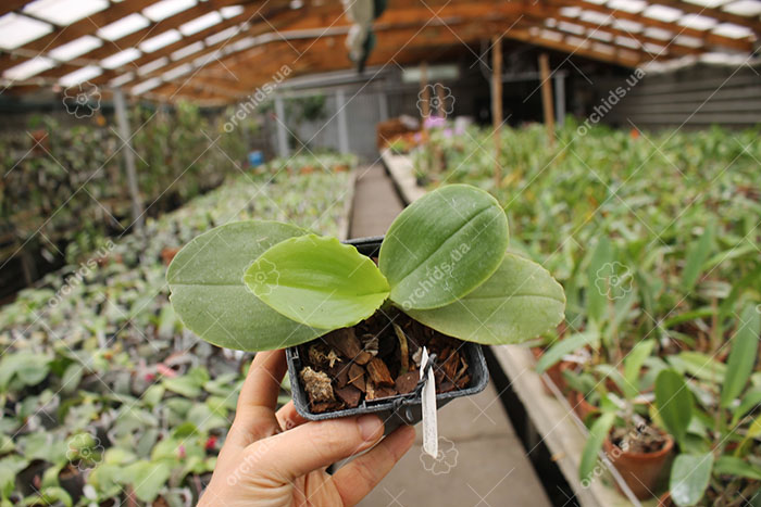 Phalaenopsis Zheng Min Tyrannosaurus x Yaphon Sir.jpg