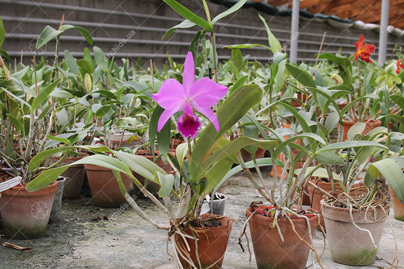 Cattleya labiata rubra 'Schuller' x Cattleya labiata rubra 'Deize'.jpg