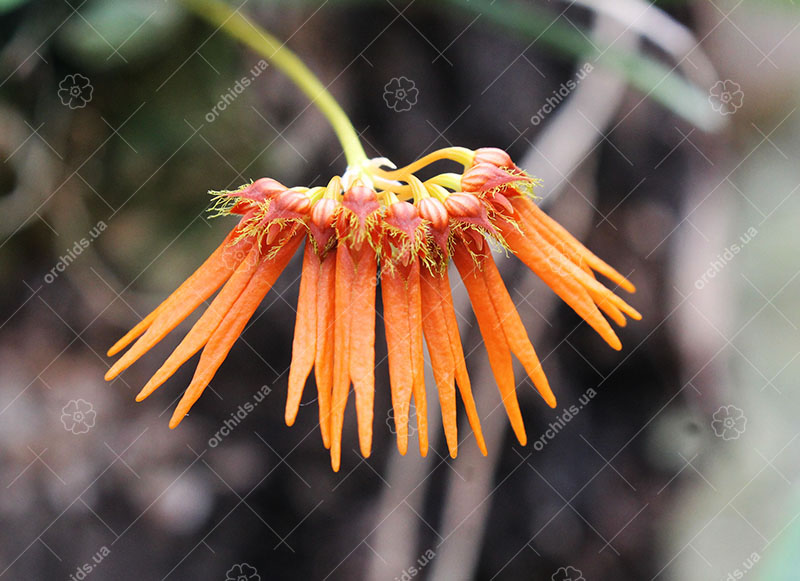 Bulbophyllum electrinum var calvum.jpg