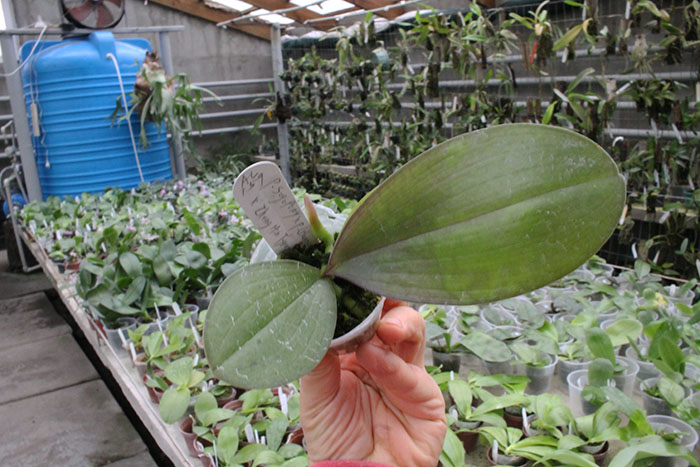 Phalaenopsis Sogo Pony x (Hannover Passion x Zheng Min Tyrannosaurus).jpg