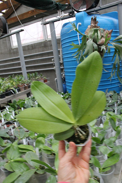 Phalaenopsis Chienlung Dream Bouquet.jpg