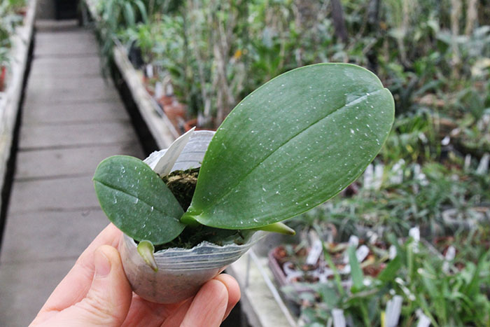 Phalaenopsis Mituo Sun.jpg