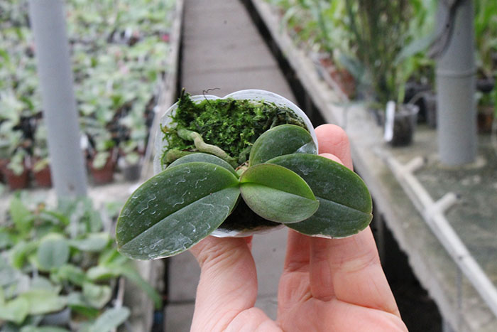 Phalaenopsis Be Glad peloric.jpg