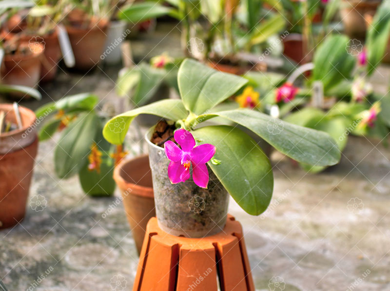 Phalaenopsis Mituo Coral Mambonosa x LD's bear Queen.jpg