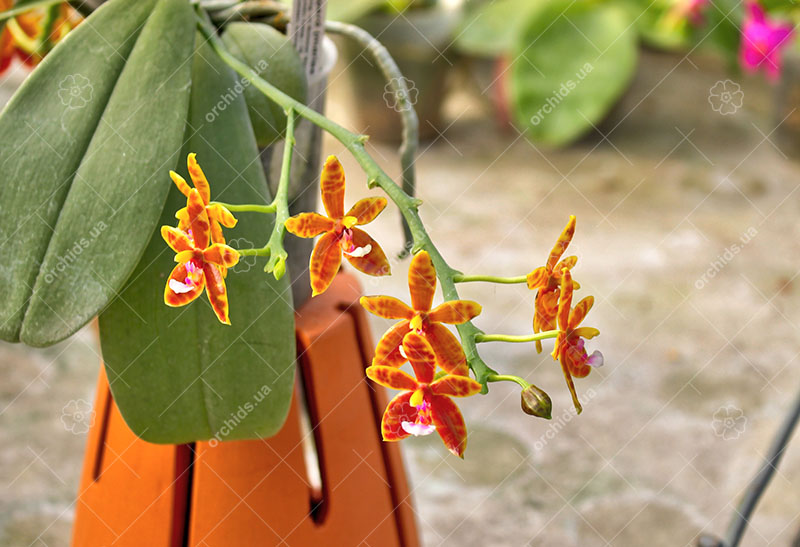 Phalaenopsis Little Leopard (mariae x cornu-cervi).jpg