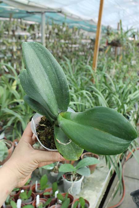 Doritaenopsis Taiwan Red Cat 'Red Cat'.jpg