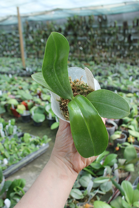 Phalaenopsis Joey x Samera indigo.jpg
