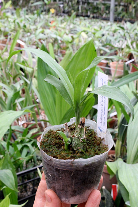 Clowesia Jumbo Grace 'Jumbo Orchids'.jpg