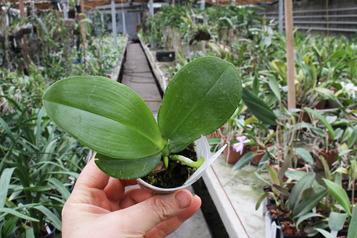 Phalaenopsis Sogo Pony x (Hannover Passion x Zheng Min Tyrannosaurus).jpg